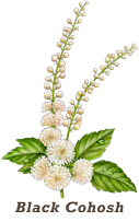 black cohosh