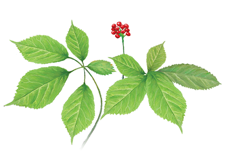 ginseng_border