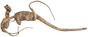 ginseng root