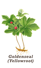goldenseal (yellowroot)