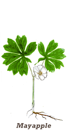 mayapple