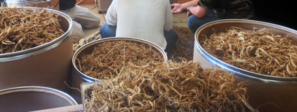 ginseng