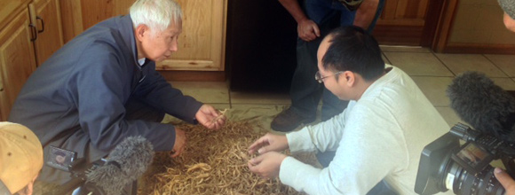 inspectors
